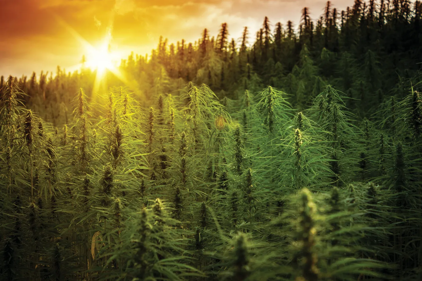 Hemp Products